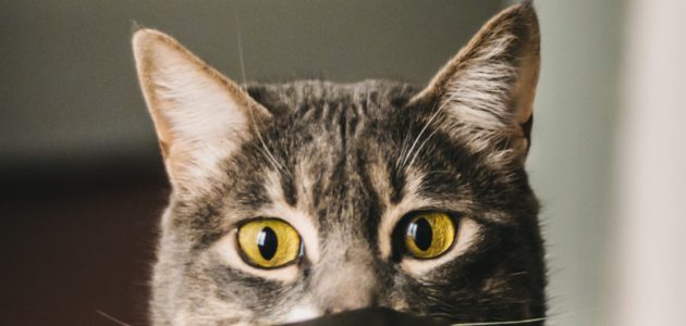 Pourquoi souscrire une assurance pour chat ?